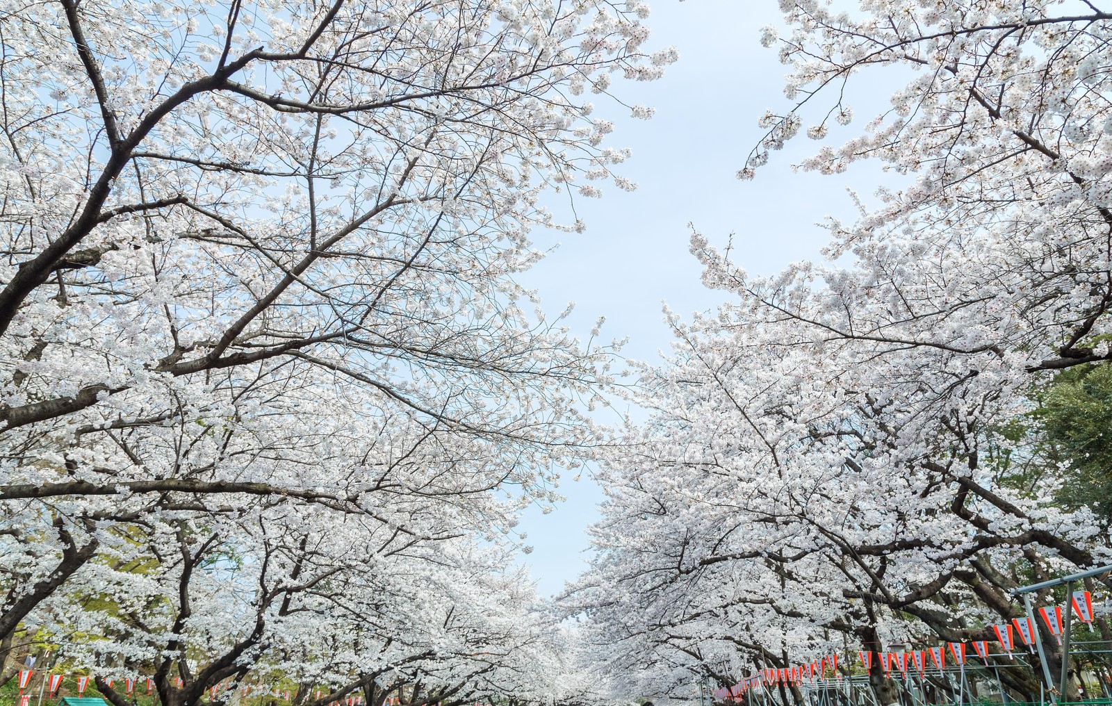 9D Family X - Japan Sakura Festive ( Starting from Rp. 46.170.000 / pax )